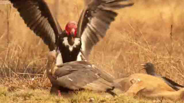 Vultures Vs Crow Vs Jackal - English