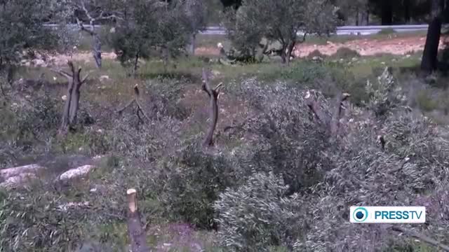 [21 Apr 2014] Israeli settlers attack Palestinian olive trees near Ramallah - English