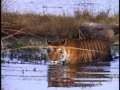 Tiger in a Crocodiles World - English
