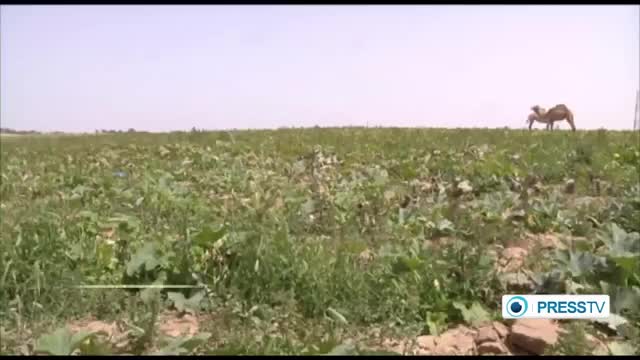 [22 April 2015] Israel sprays Gaza farms with poisonous chemicals - English