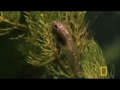 Allah is the Best Designer - Underwater Creature Camouflage - English