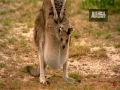 Animal Parenting Kangaroo English