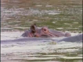 Harmonious Hippos and Crocs - English