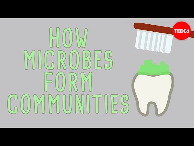 The microbial jungles all over the place (and you) - Scott Chimileski and Roberto Kolter - English